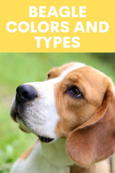 Beagle Colors – Various Combinations, Markings and Types | Beagle ...