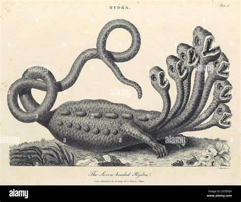 Hydra mythology hi-res stock photography and images - Alamy