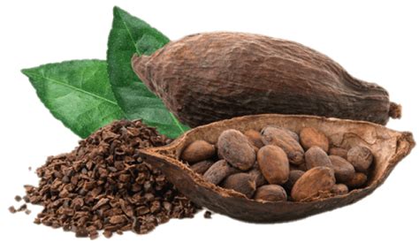 Cacao – CEFA Ecuador