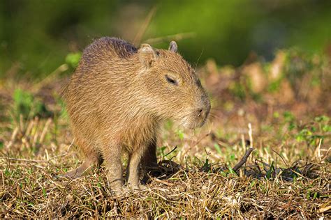 Baby Chiguiro Capybara Hato Berlin Casanare Colombia Photograph by Adam ...