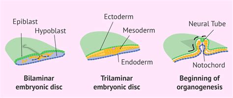 Trilaminar embryonic disc formation