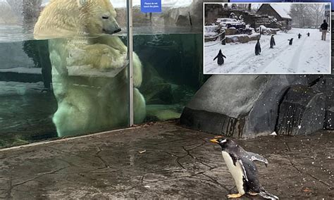 Penguins meet polar bear for the first time | Daily Mail Online