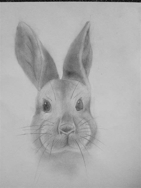 Bunny Face Drawing at PaintingValley.com | Explore collection of Bunny ...