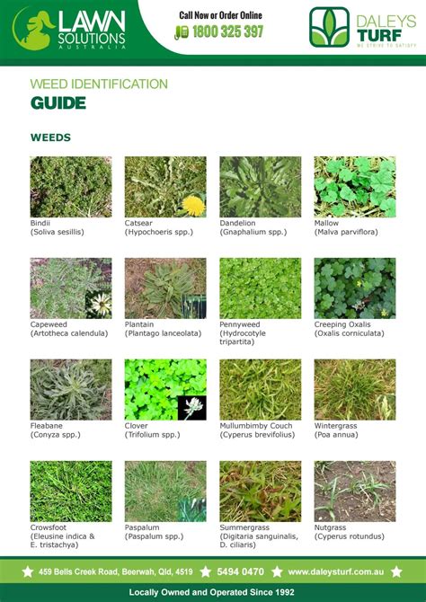 Grassy Lawn Weeds Identification