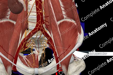 Inferior Hypogastric Plexus | Complete Anatomy