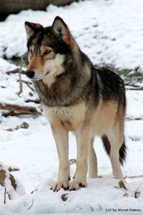 Timber Wolf / Timberwolf 3 by bluesgrass on DeviantArt