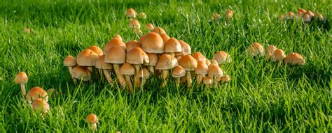 How to Get Rid of Orange Mushrooms in Yard? - My Heart Lives Here