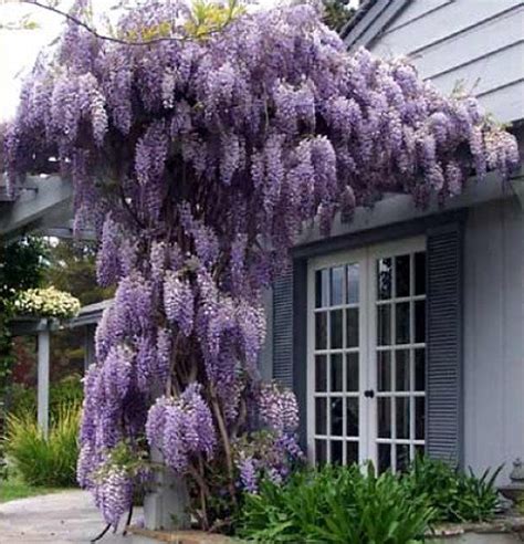 Amethyst Falls Wisteria Vine - 4" Pot - Hirt's Gardens