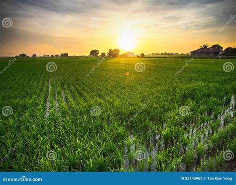 Sunrise Over Paddyfield Stock Photography - Image: 35143962