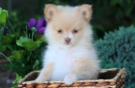 Pomchi Puppies For Sale | Puppy Adoption | Keystone Puppies