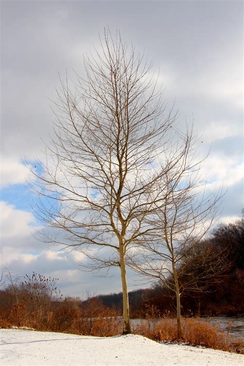 Bare Winter Trees Free Stock Photo - Public Domain Pictures