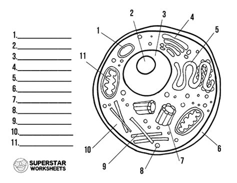 Printable Human Cell Coloring Pages