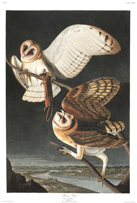 Audubon’s “Birds of America” Illustrations are Now Online | Art Docent Program