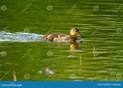 Mallard Ducklings Feeding in Wetland Pond Stock Photo - Image of swimming, large: 247731080