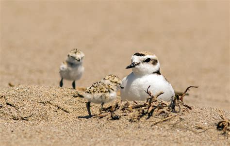 Western Snowy Plover - Bird Alliance of Oregon