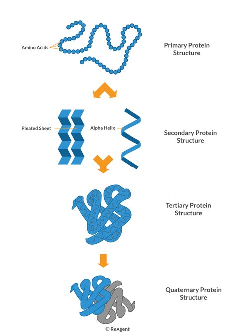 Protein Structure Drawing