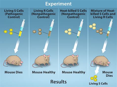 33: Bacterial Transformation - Biology LibreTexts