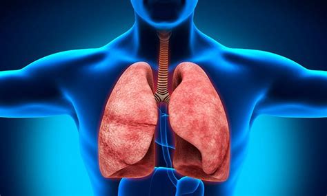 Pleural Mesothelioma: Stages, Symptoms, Causes And Treatment