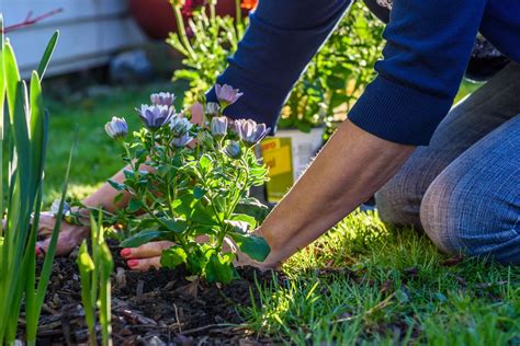 How to plant flower beds – Felicity's Flowers