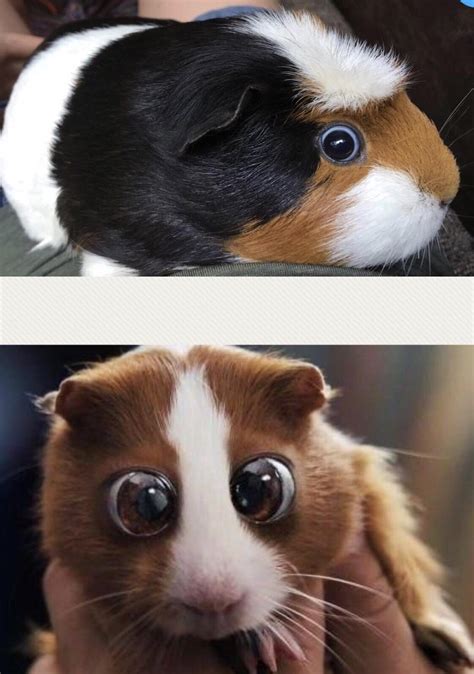 My niece’s new guinea pig reminds us of Bugsy from the film ‘Bedtime Stories’ : r/aww