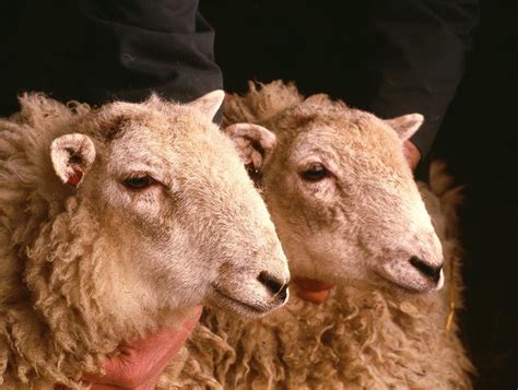 Ban not just animal cloning, but cloned food, feed and imports too, say MEPs | News | European ...