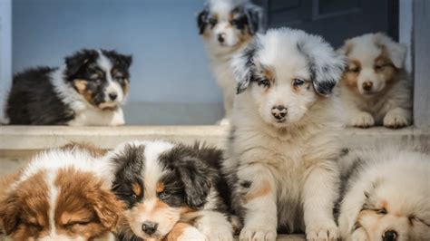 Australian Shepherd Puppies: The Ultimate Guide for New Dog Owners | The Dog People by Rover.com