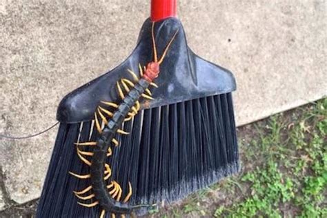 Giant Redheaded Centipede Photo Goes Viral, Horrifies the Internet | Live Science