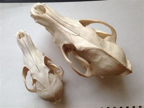 Determining The Difference Between Red Fox and Eastern Coyote Skulls ...