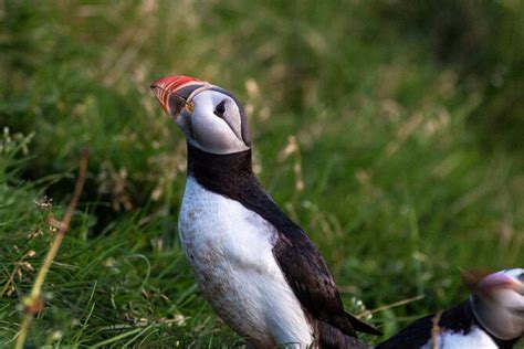 Puffin And Volcano Boat Tour