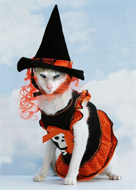 Funny Cat Halloween Costumes | Funny Image Collection: Download Very Creative and Funny Cat Hall ...