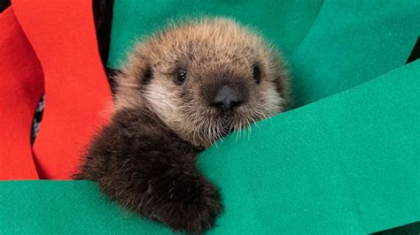 Two rescued baby sea otters find forever home at Georgia Aquarium - ABC News