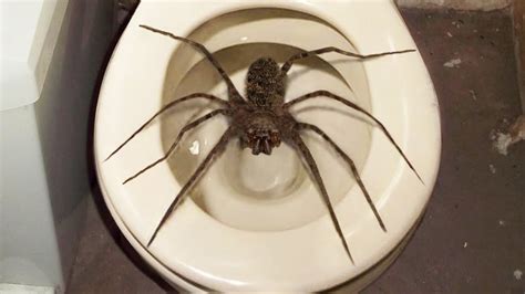 spider in my toilet.. (HELP) - YouTube