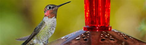 Feeding Birds - FeederWatch