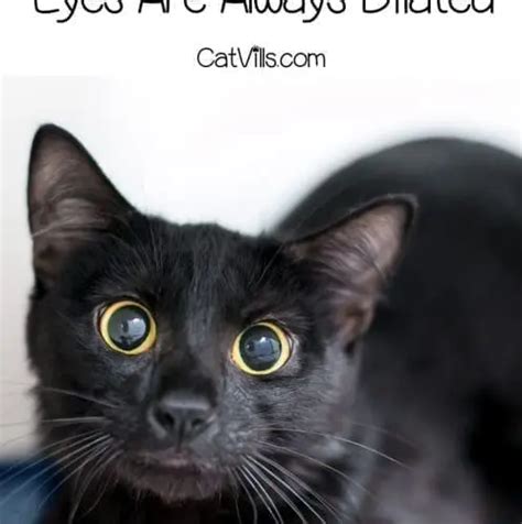 Why Are My Cat's Eyes Always Dilated? (Vet's Explanation)