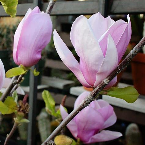 #5 Pot Pink Flowering Alexandrina Japanese Magnolia Tree MAGALE05G ...