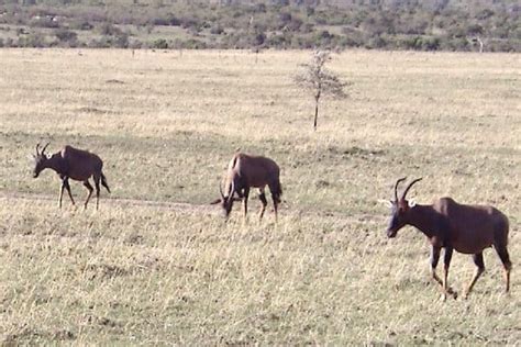 Antelope (Alcelaphinae) | AZAnimals.com