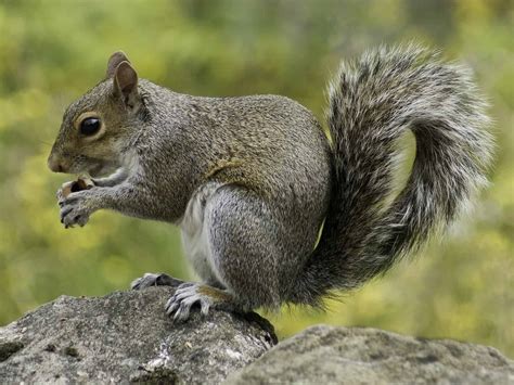 Top 20 Facts about Squirrels - Species, Behavior, Food & More | Facts.net