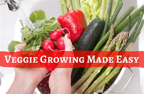 Georgia Vegetable Planting Chart - Minga
