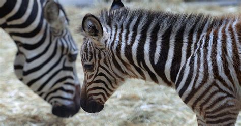 Zebra stripes could serve many purposes, study finds