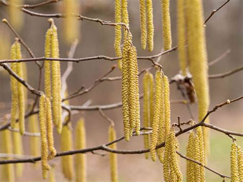 12 Species of Alder Trees for Your Yard