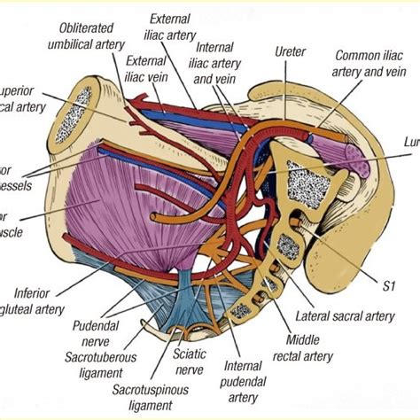 (PDF) Pelvic Exenteration: Surgical Approaches