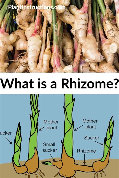 What is a Rhizome? - Plant Instructions