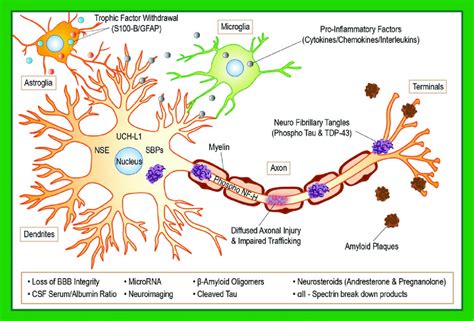 4 Potential biomarkers for TBI/CTE. Within the neuronal cytoplasm ...