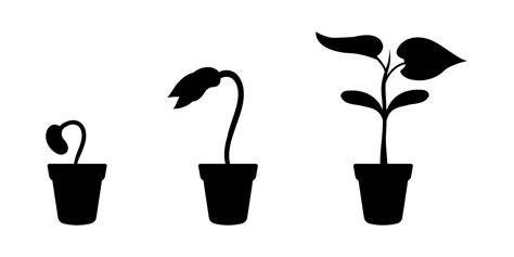 Silhouette growth of young sprout in flower pot. Seed germination ...