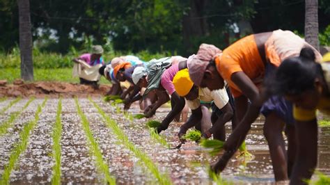 The problem with organic farming for small and marginal farmers | IDR