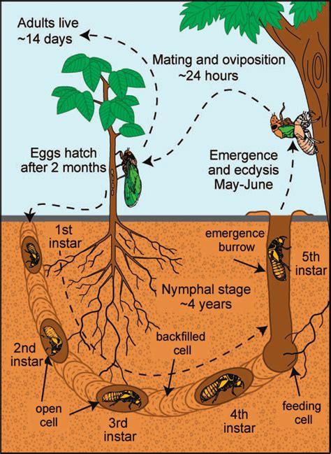 Cicada Life Cycle Stages