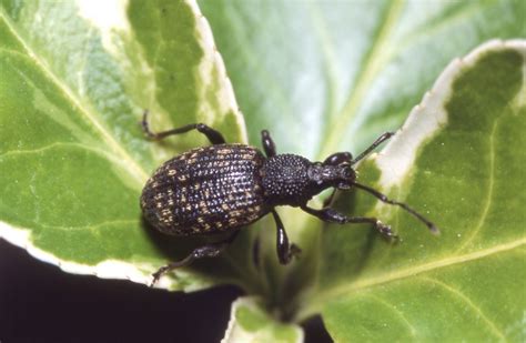 Black vine weevil has a new Nemasys