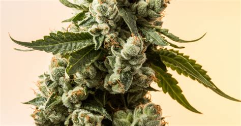 Slurricane Strain Review: One of the Best Indica Strains