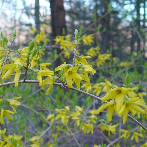 Forsythia Seeds forsythia Suspensa Packet of 20 Seeds - Etsy