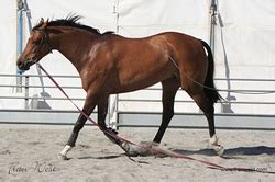 Cribbing Solutions - The Cribbing Horse